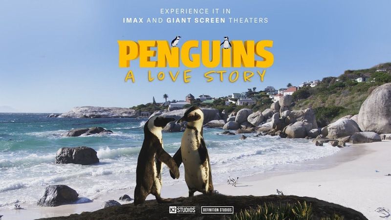 Billet Théâtre Simons : Penguins - A Love Story Film