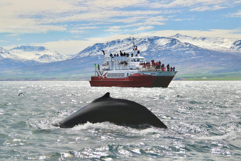 Billet Akureyri : Croisière d'observation des baleines
