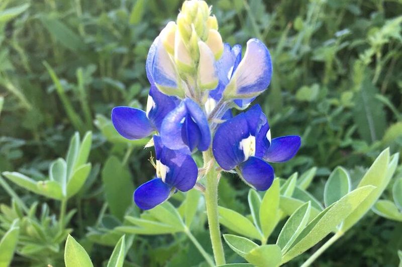 Billet Randonnées safari dans la ceinture de verdure
