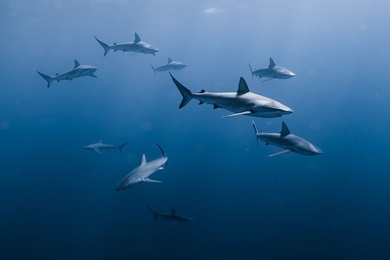 Billet Excursion avec tuba de la faune marine Requins Naufrage