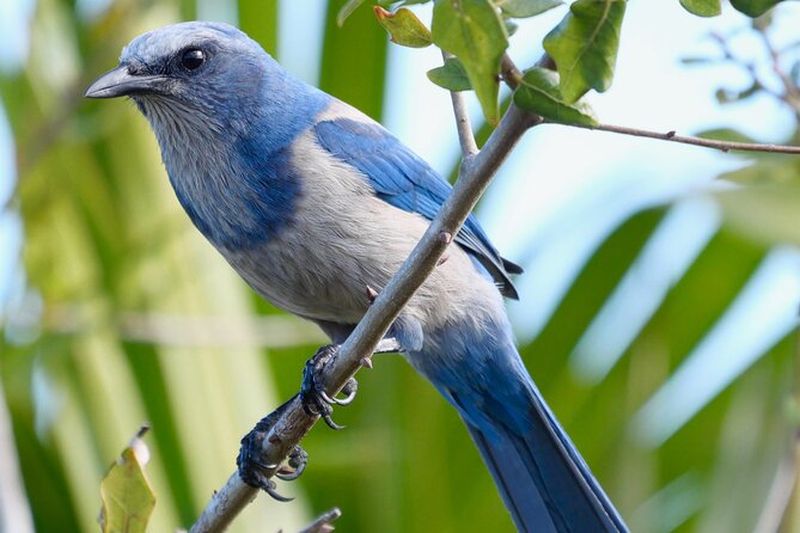 Billet Visite d'observation des oiseaux et de la faune de la côte au trésor de la Floride