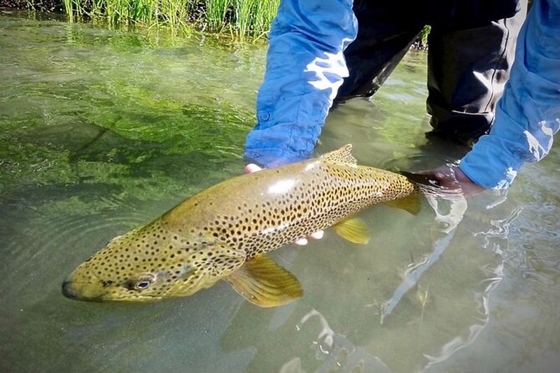 Billet Pêche à la mouche guidée sur la rivière Truckee, le lac Tahoe, Truckee et Reno