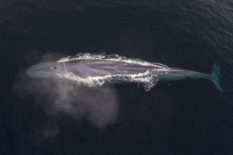 Billet Excursion d'observation des baleines au départ de Monterey
