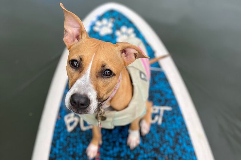 Billet Paddle Board North Shore avec chiens de sauvetage