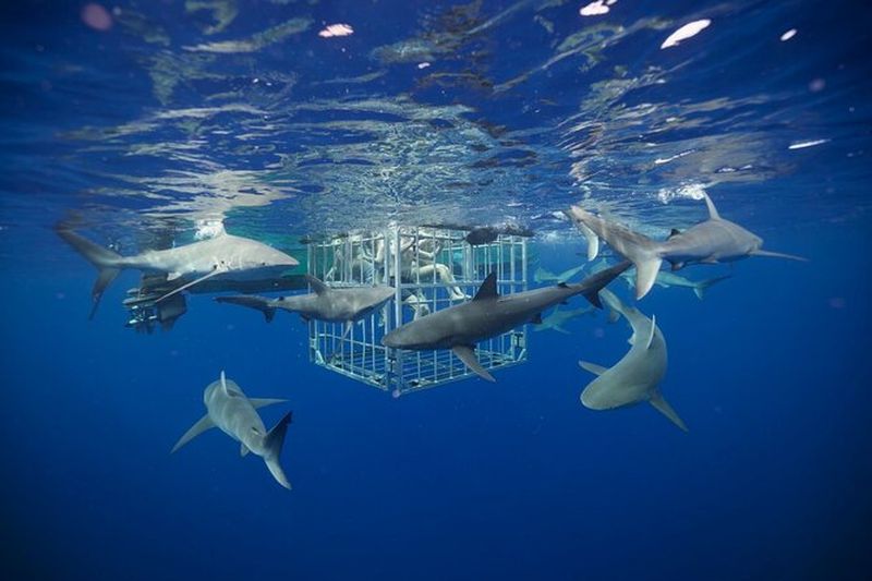 Billet Plongée en cage à requins sur "La célèbre côte nord d'Oahu", à Hawaï