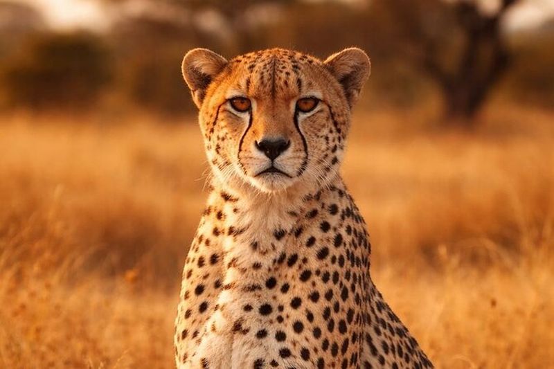 Billet Sonoma Safari Experience