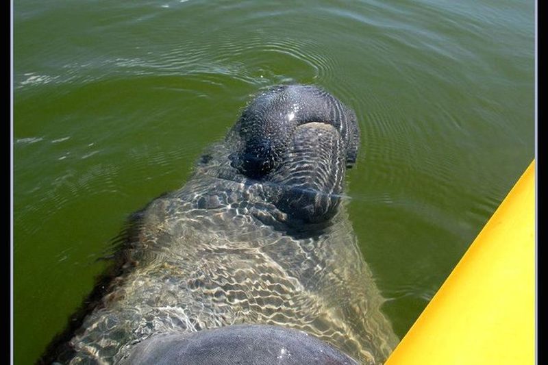 Billet Bateau en petit groupe, kayak et randonnée guidée Eco Tour Everglades