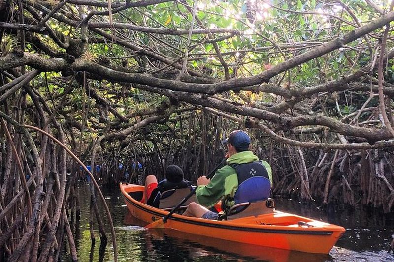Billet Everglades Kayak Safari Adventure à travers les tunnels de mangroves