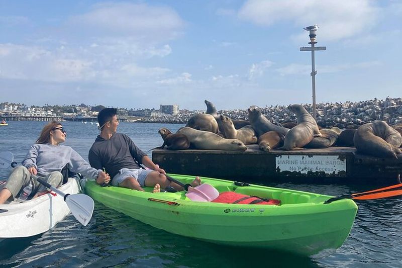 Billet Kayak avec des otaries dans un port calme, magnifique, Redondo Beach