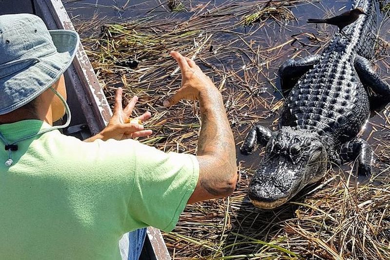 Billet Excursion d'une demi-journée dans le parc national des Everglades et promenade en bateau aérien d'une heure