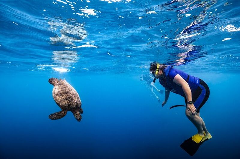 Billet Snorkel & Cruise Waikiki au Canyon des Tortues