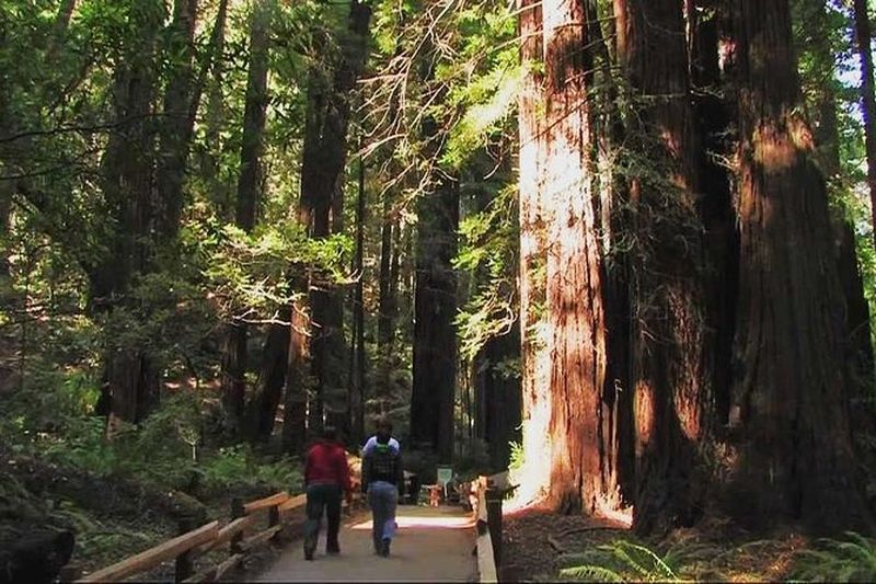 Billet Muir Woods et Sausalito Excursion matinale en petit groupe