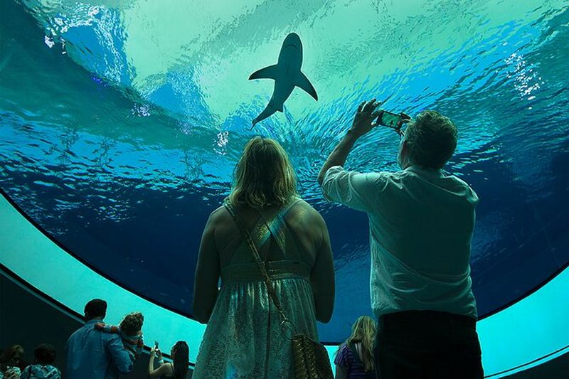 Billet Billets d'entrée au musée des sciences Frost