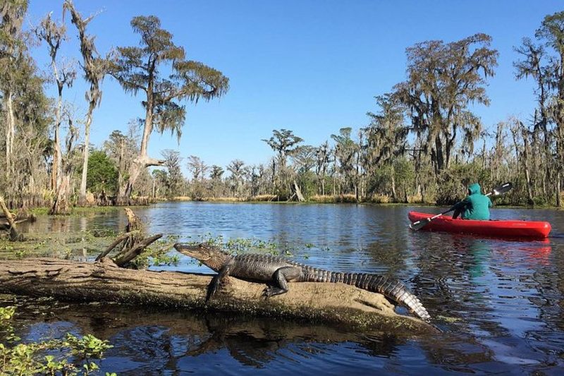 Billet Excursion combinée avec visite de la plantation Whitney et tour en kayak sur le marais de Manchac