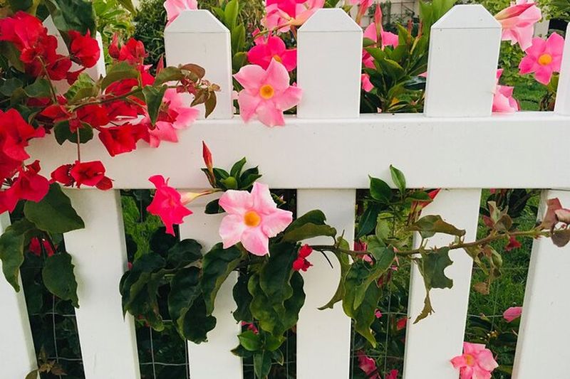 Billet Découvrez Jardins, arbres et quartiers luxuriants : Privé