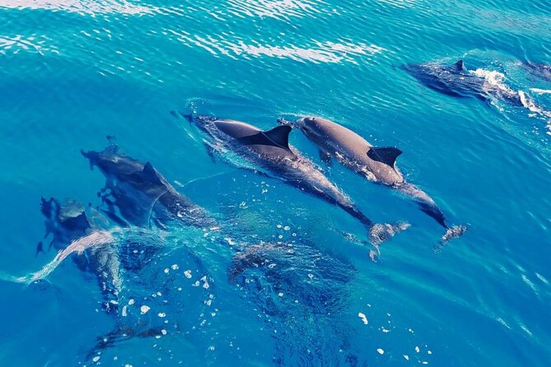 Billet Oahu : Nager avec les dauphins sur la côte ouest