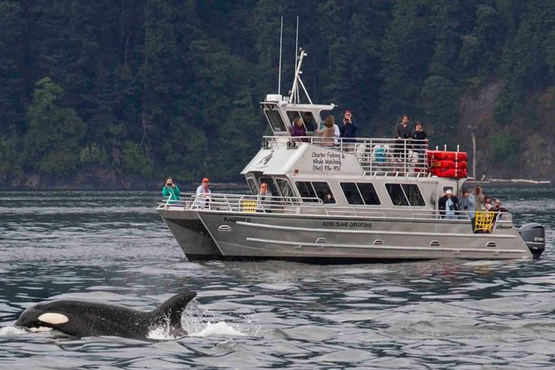Billet Excursion d'observation des baleines depuis Anacortes