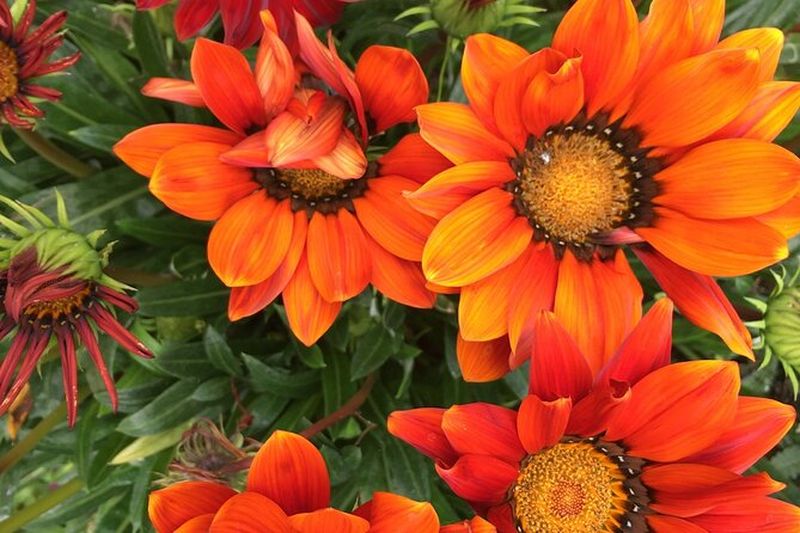 Billet Découvrez les jardins, arbres et quartiers luxuriants de Santa Monica