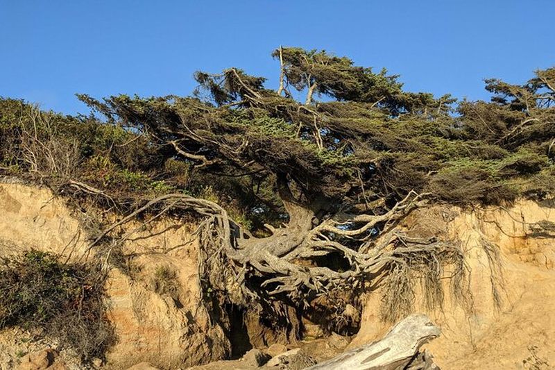 Billet Visite privée de Seattle à Edmonds en 4x4