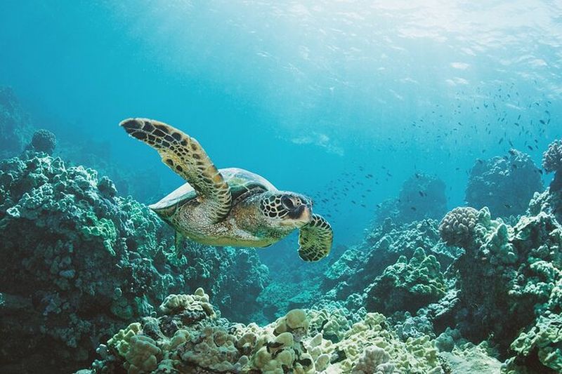 Billet Waikiki : Turtle Canyon Snorkel Adventure sur Oahu