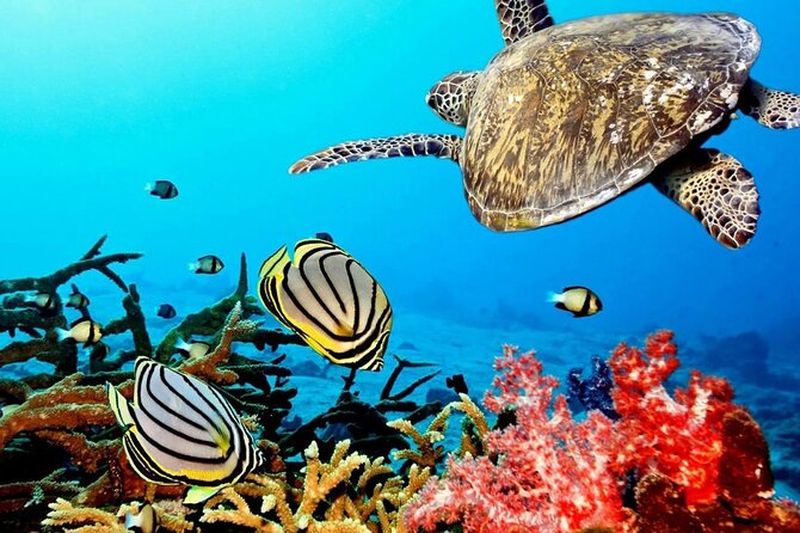 Billet Key Largo Coral Reef Park and Sunset Celebration