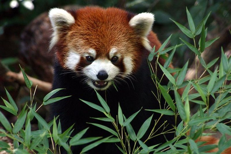 Billet Coupe-file : Entrée quotidienne au Woodland Park Zoo Ticket