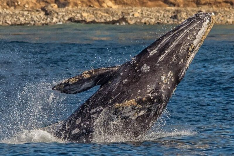 Billet Croisière d'observation des baleines de Los Angeles et visite du cuirassé USS Iowa
