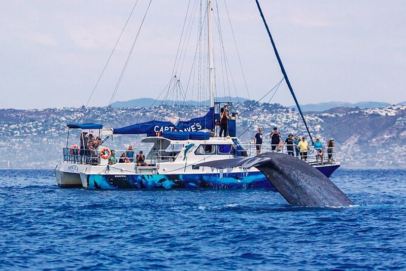 Billet Observation des dauphins et des baleines à Dana Point avec observation sous-marine