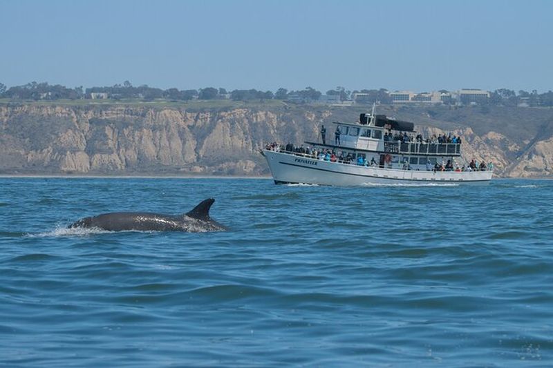Billet San Diego Whale Watching & Dolphin Cruise