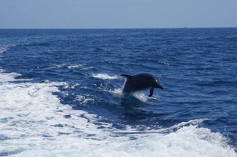 Billet Visite de l'île Catalina en dauphins et otaries