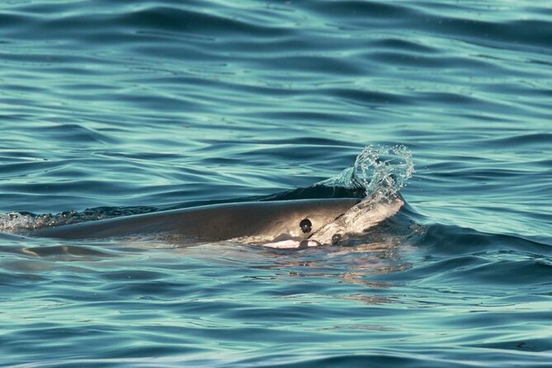 Billet Les Grands Requins Blancs Topside à Monterey Bay