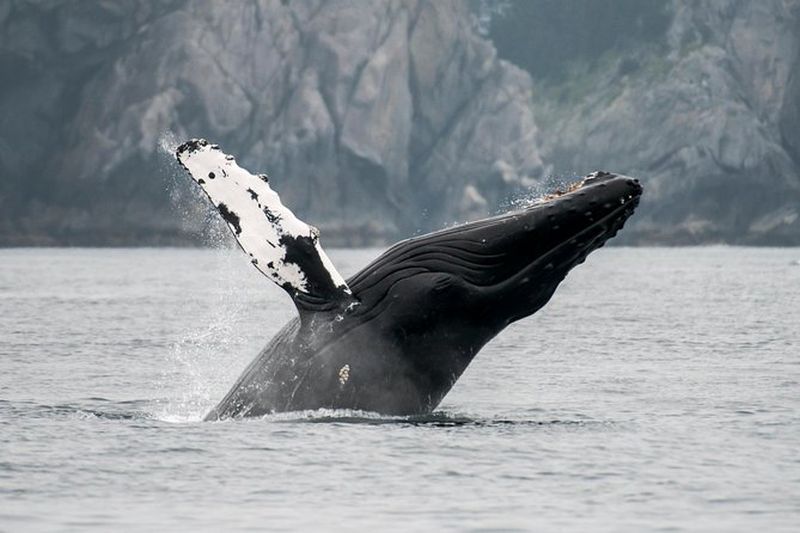 Billet Observation des baleines dans la faune de Juneau et glacier de Mendenhall