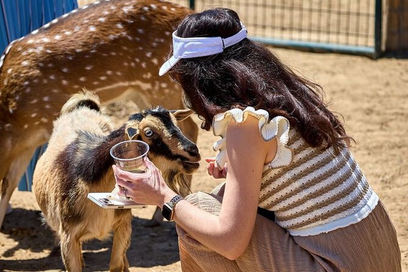 Billet Excursion en safari à Fredericksburg sans dégustation de vin