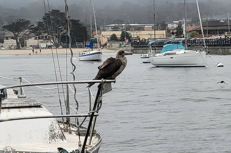 Billet Visite privée d'observation des oiseaux de 3 heures dans la baie de Monterey