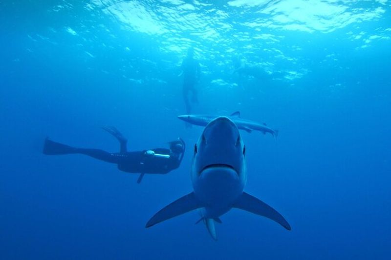 Billet San Diego Blue Shark Diving Adventure