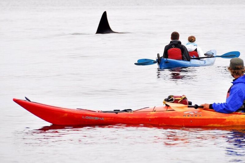 Billet Aventure en kayak sur l'île des Orques
