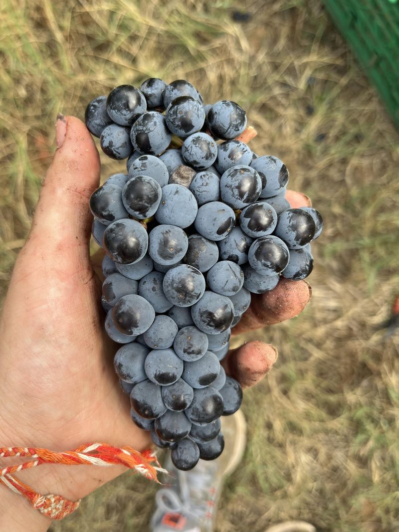 Billet Atelier - Découvrez le travail de la vigne et déjeunez