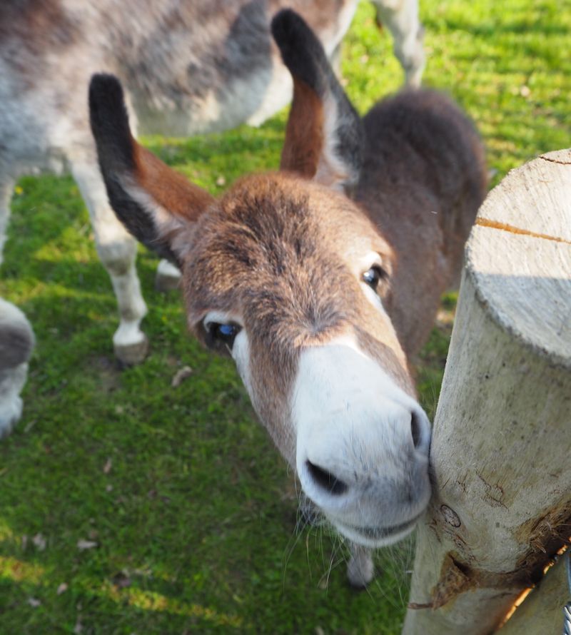 Billet Atelier - Réalisez vos savons au lait d'ânesse en groupe