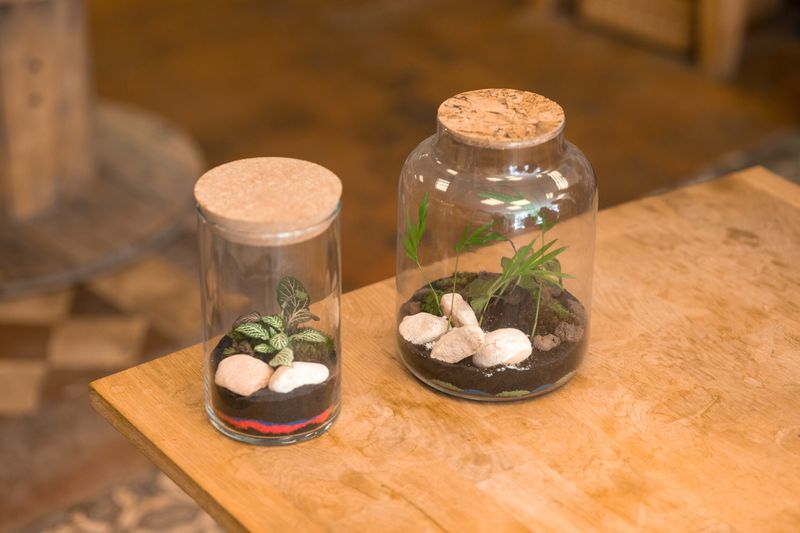 Billet Atelier - Réalisez votre petit terrarium dans votre lieu