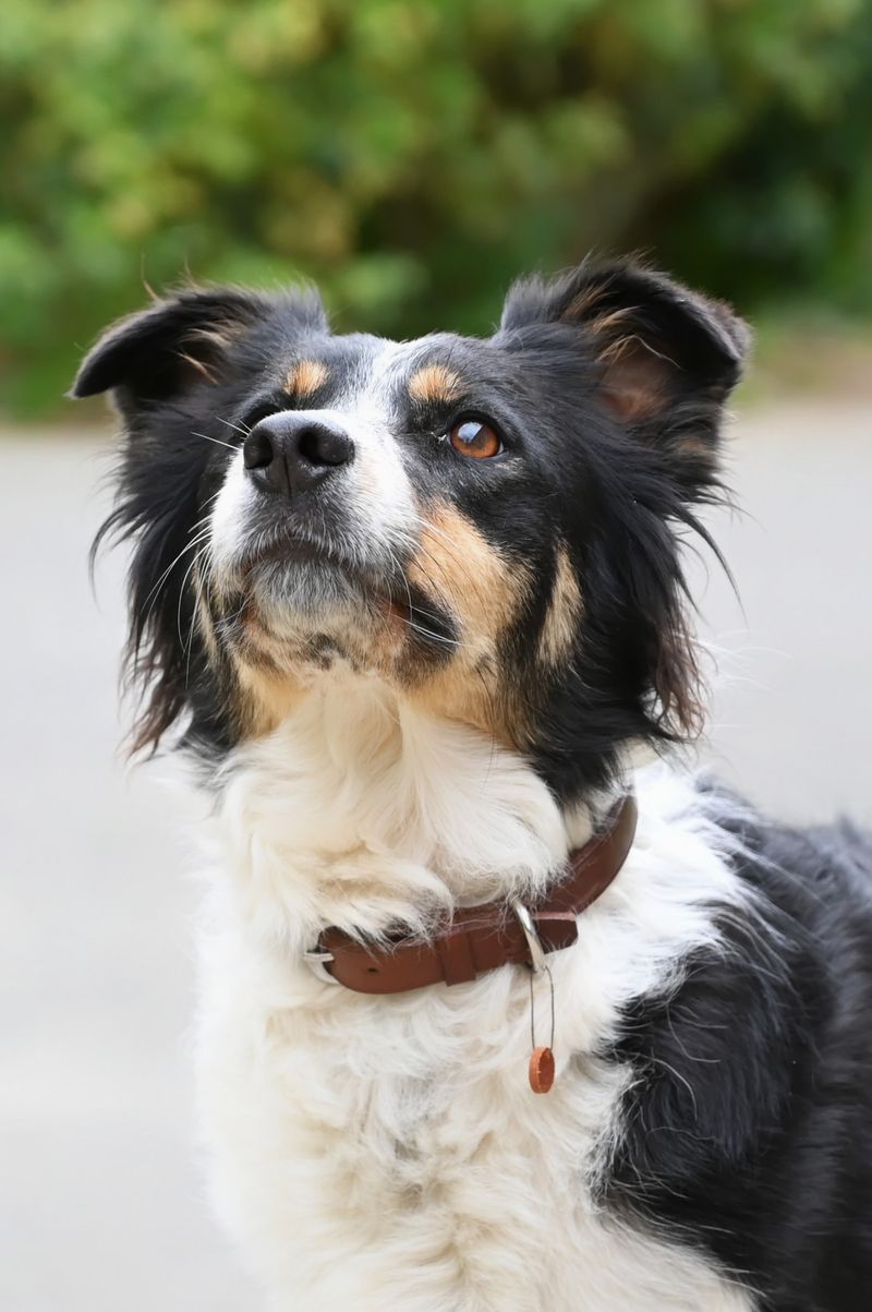Billet Atelier - Fabriquez un collier pour votre chien