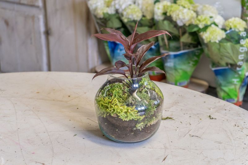 Billet Atelier - Composez votre propre terrarium