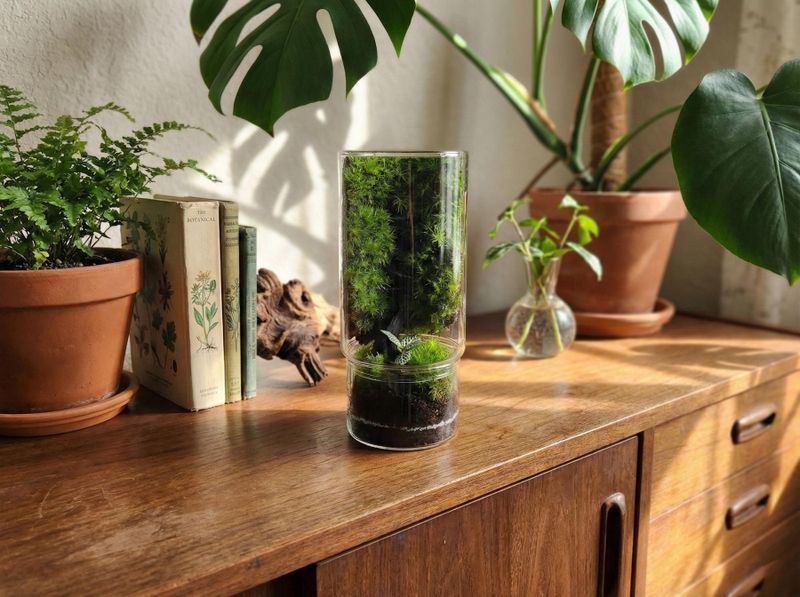 Billet Atelier - Réalisez un terrarium