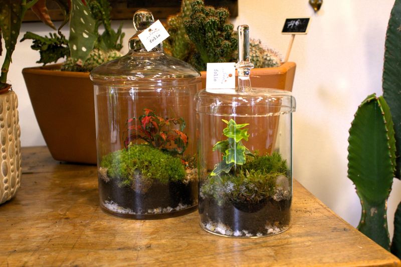 Billet Atelier - Créez votre petit terrarium