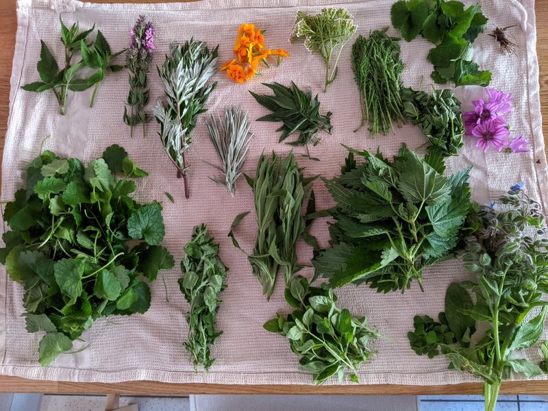 Billet Atelier - Découvrez l'apiculture et les plantes sauvages