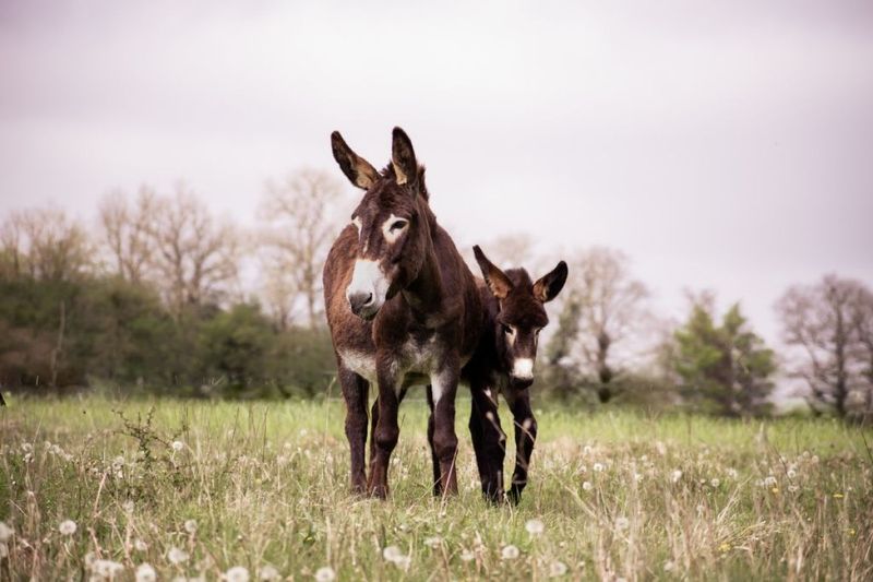 Billet Atelier - Réalisez votre savon au lait d'ânesse