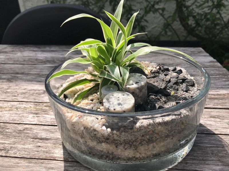 Billet Atelier - Réalise ton premier terrarium