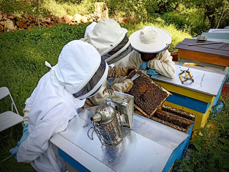Billet Atelier - Initiez-vous à l'apiculture