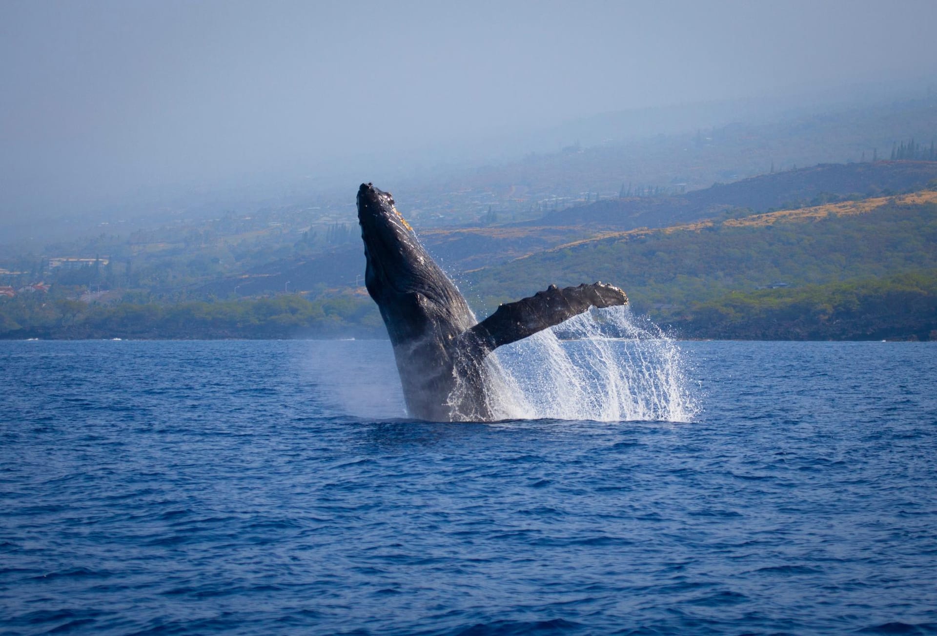 Croiser les cachalots géants au large des Açores