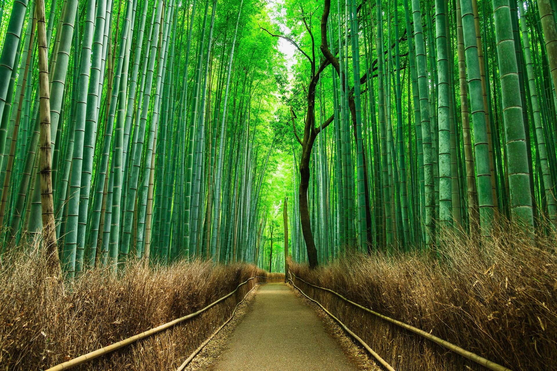 Bambouseraie d’Arashiyama