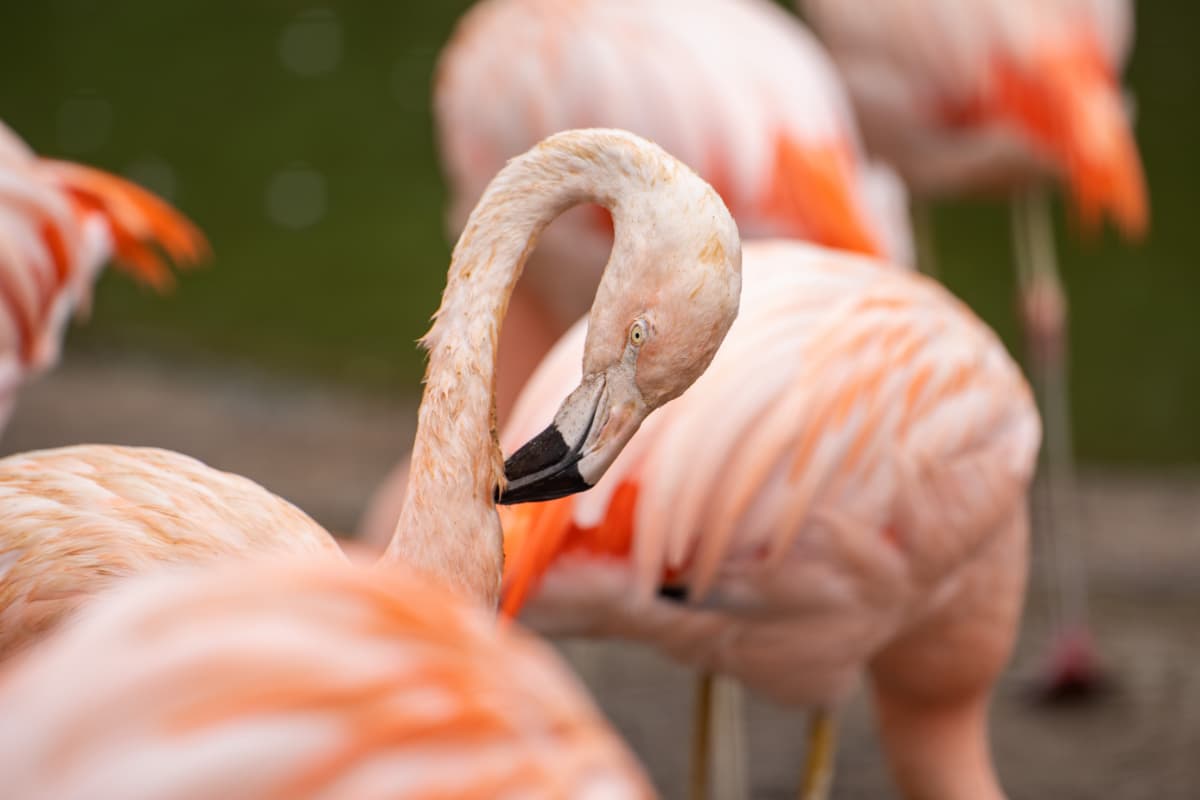 Observation d'oiseaux